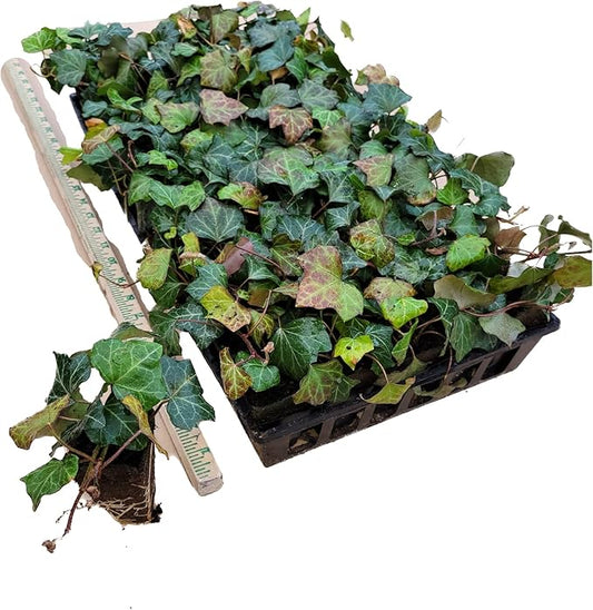 English Ivy Hardy Groundcover/Climbing Vine 50 Plants 2" Pots