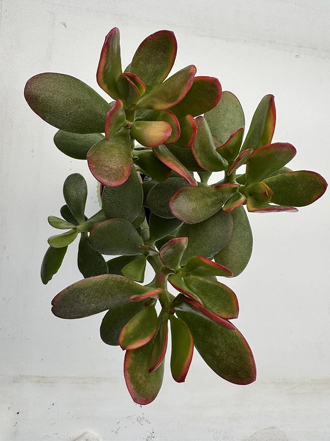 Golden Jade with Green Stripe Pot, Live Crassula Ovata 'Hummel Sunset' Succulent, Rare Cute Plant, Home Office Decor