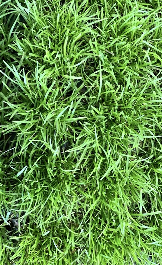 Centipede Grass Plug Tray | EZ Plug 50 Grass Plugs Per Tray