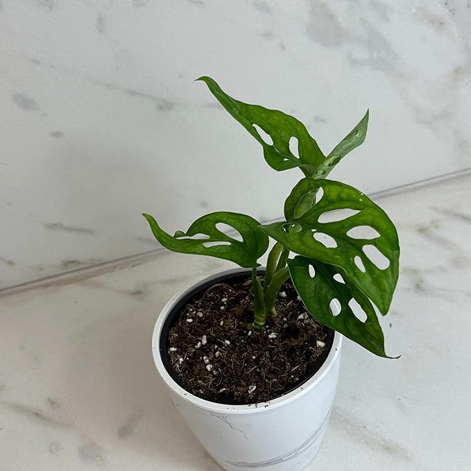 Monstera Swiss Cheese Vine, 4" Plant