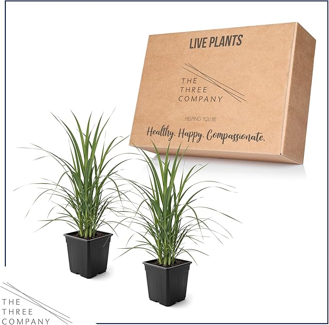 Ornamental Assorted Pink and White Grass (2 Plants Per Pack) - Live Decorative Plant - 12" Tall by 6" Wide in 1.5 Qt Pot