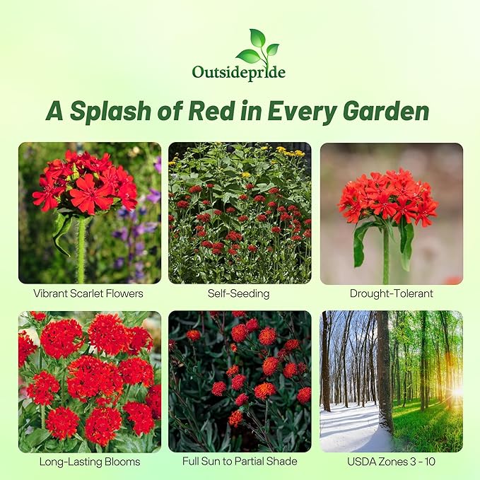 Outsidepride Chalcedonica Lychnis Seeds - 10000 Pcs Perennial Flower Seeds with Long Blooming Season & Attractive to Pollinators, Easy to Propagate for Borders, Containers, or Cottage Gardens