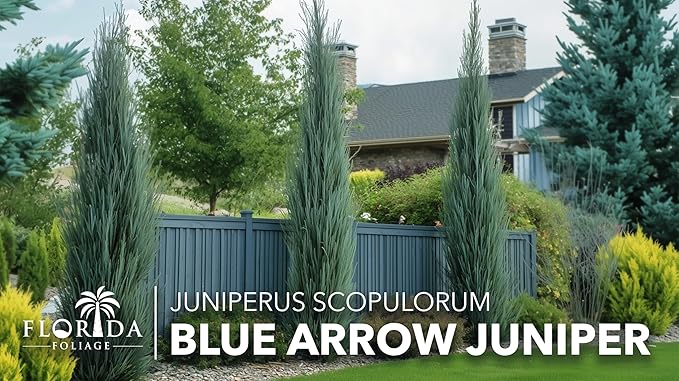 Blue Arrow Juniper | 2 Large Gallon Size Plants | Juniperus Scopulorum | Fast Growing Privacy Screen, Outdoor Evergreen Shrub, Narrow Columnar Shape, Low Maintenance Landscape, Drought Tolerant