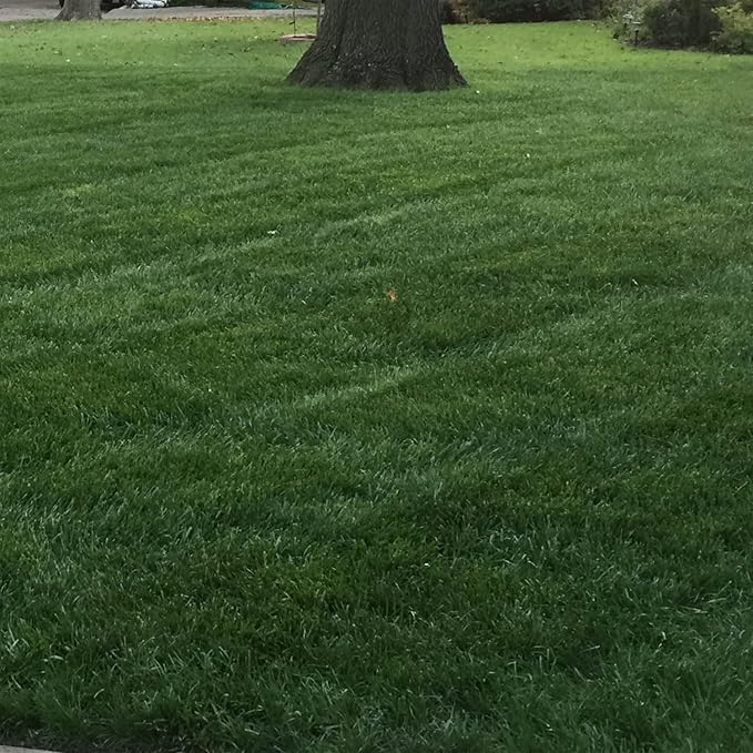 Outsidepride Combat Extreme Northern Zone - 25 Lbs Cold-Hardy, Drought-Resistant Turf Type Tall Fescue & Kentucky Bluegrass Lawn Grass Seed Blend, OptiGrowth Coated for Better Establishment