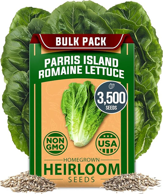 HOME GROWN Parris Island Romaine Lettuce 3,500+ High Germination Heirloom Lettuce for Planting Crisp Heads for Garden & Hydroponics, Indoor Outdoor (Lactuca Sativa)
