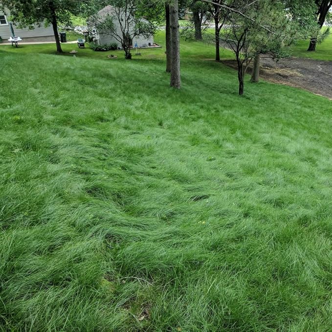 Outsidepride Legacy Fine Fescue Grass Seed Mix - 10 lbs. Shade & Sun Tolerant Blend of Hard Fescue, Chewings Fescue & Creeping Red Fescue with OptiGrowth Coating for Better Establishment