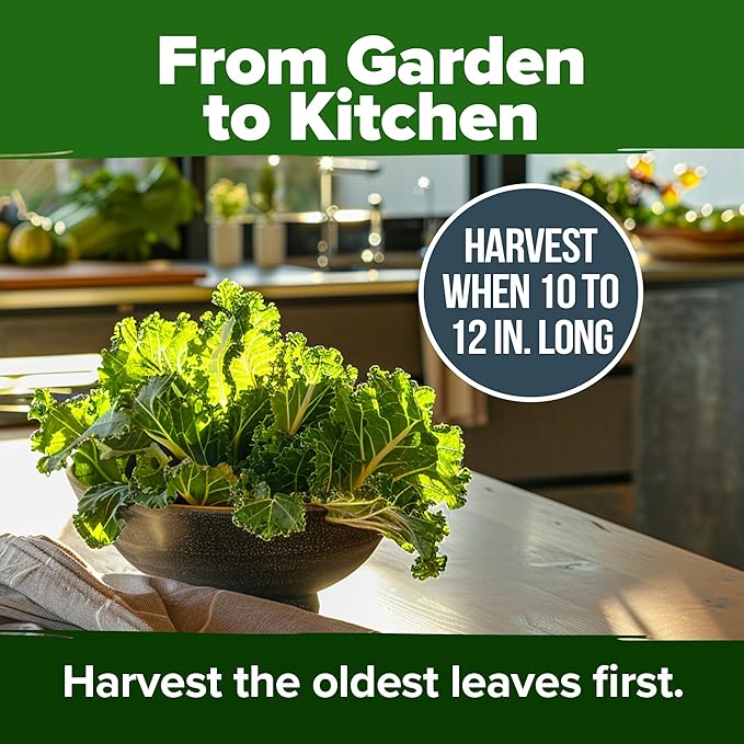 HOME GROWN Collard Greens Georgia Southern - 300 High Germination Heirloom Seeds for Planting in Your Vegetable Garden (Brassica oleracea)