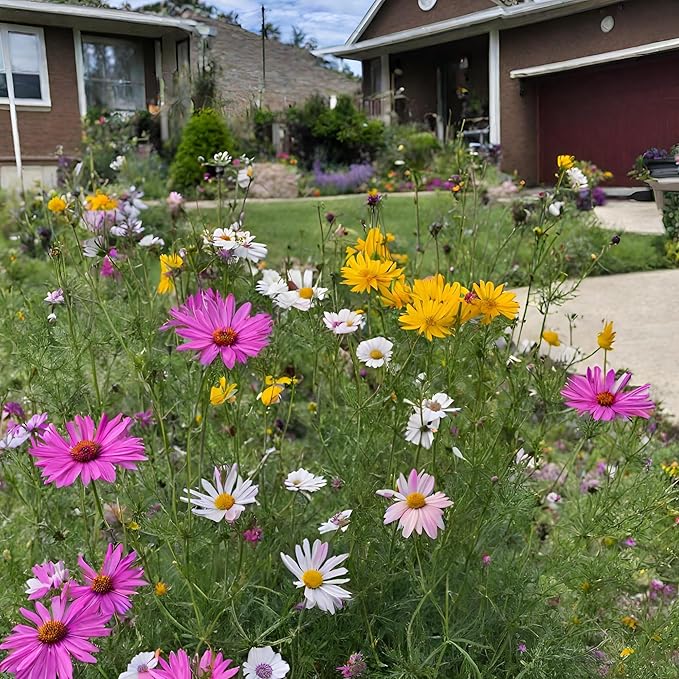 Created By Nature Nevada Wildflower Seed Mix, 14 Flower Varieties, 30,000 Seeds