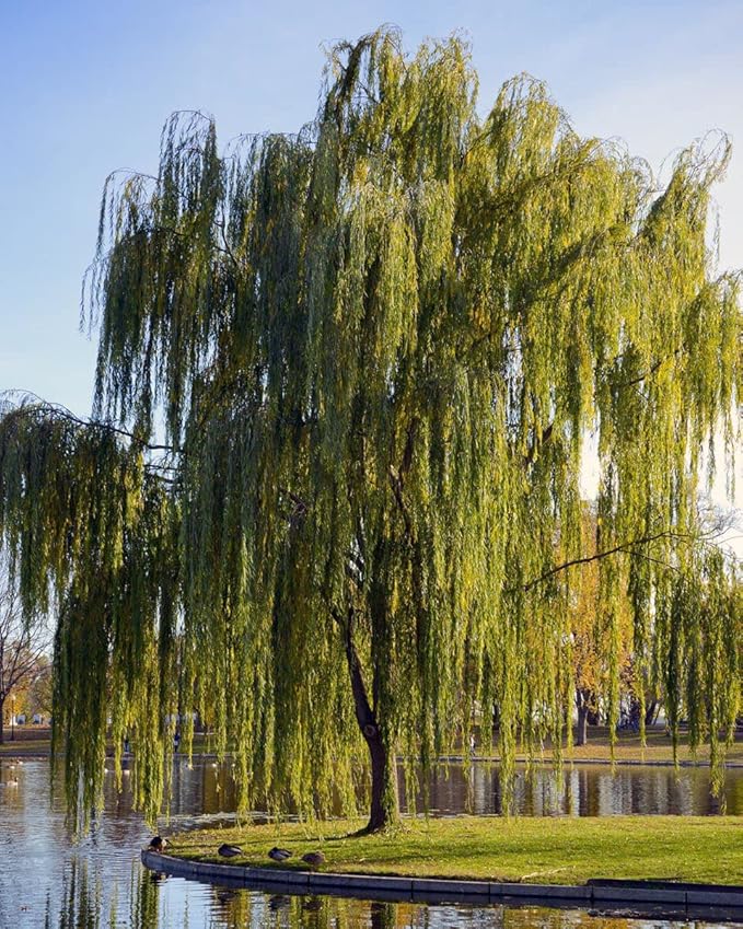 Weeping Willow Tree – 1 Gallon Potted – Fast-Growing Shade Tree | Arbor Day Foundation (Due to Agricultural Laws, Unavailable to CA, CT or AZ)