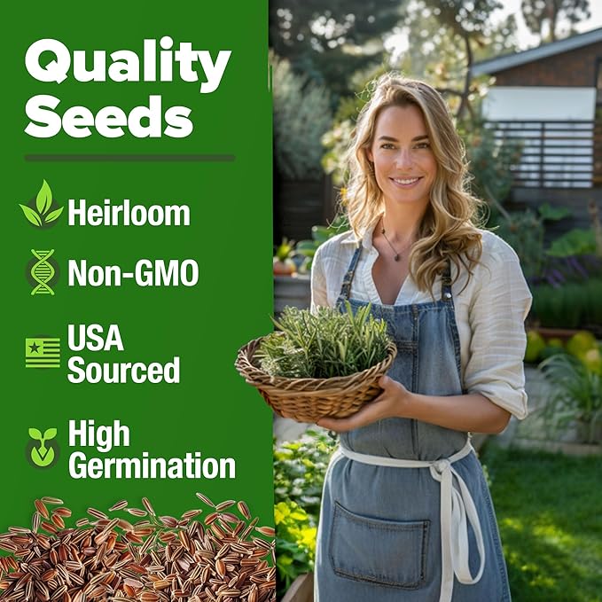 HOME GROWN Rosemary Seeds Pack - 300 High Germinating Heirloom Herb Seeds for Planting in Indoor or Outdoor Herb Gardens (Salvia rosmarinus)