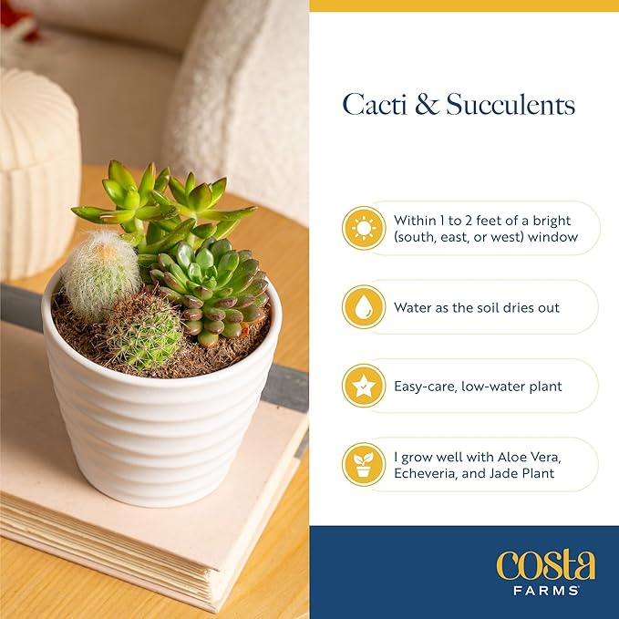 Costa Farms Mini Succulent Live Plants in Plastic Pots, Easy to Maintain Indoor Succulents, Houseplants for Home, Room, or Office Decor, House Warming or Birthday Gift, 2-3.5 Inches Tall, Pack of 6