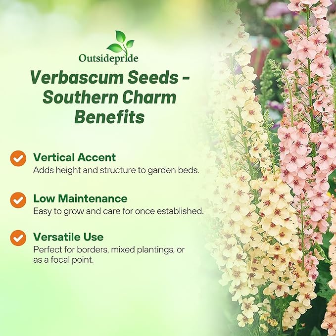 Outsidepride Southern Charm Mullein Seeds for Planting - 15 Pcs Self-Seeding, Perennial Heirloom Seeds for Planting Flowers, for Cut Flower Arrangements, Xeriscaping, Rock Gardens & Containers