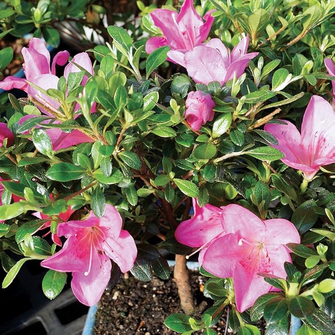Brussel's Bonsai Live Satsuki Azalea Bonsai, Outdoor, Live Flowering Bonsai Tree - Small, 5 Years Old, 5 to 8 inches Tall - Grower Bonsai Pot