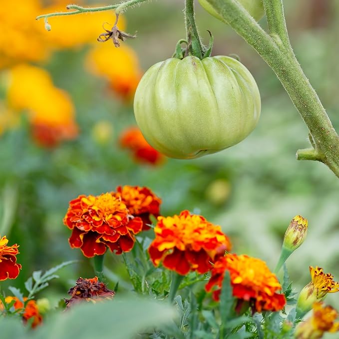 The Old Farmer's Almanac Petite Mixture Marigold Seeds - Premium Non-GMO, Open Pollinated, USA Origin (5 Packets - 5 Grams - Approx 1000 Seeds)