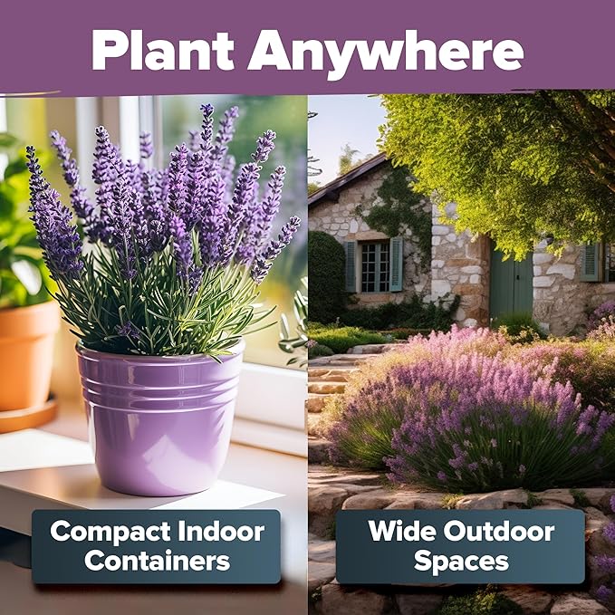 HOME GROWN English Lavender Seeds 1,500+ Non GMO Wildflower Seed for Planting Indoor/Outdoor, High Germination, Plant Flower Seeds (Lavandula antustifolia)