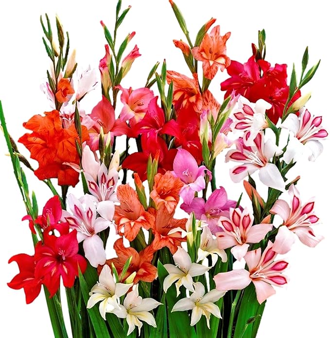 Easy to Grow Gladiolus 'Hardy Glads Mix' (30 Pack) - Colorful Mix of Flowering Blooms in Spring to Summer Gardens