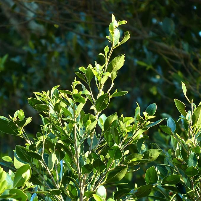 1 Live Bay Laurel Plants (Laurus Nobilis) – Aromatic Culinary Herb, Thriving in 2.5" Nursery Cubes