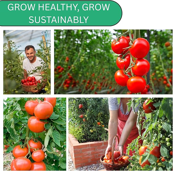 Woods Creek Seeds: Large Red Cherry Tomato Seeds for Planting - Over 450 Heirloom Tomato Seeds for Planting Outdoors, Indoors, Patio or Home Plant Garden - Non-GMO Seed Pack of Tomatoes