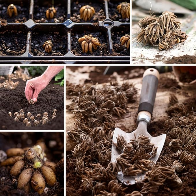 Ranunculus Bulbs for Planting, 25 Aviv Pink Ranunculus Bulbs for Fall Planting, French Peony Ranunculus Corms Bulk Ranunculus Flowers Buttercups, Butterfly Ranunculus Bulbs to Grow