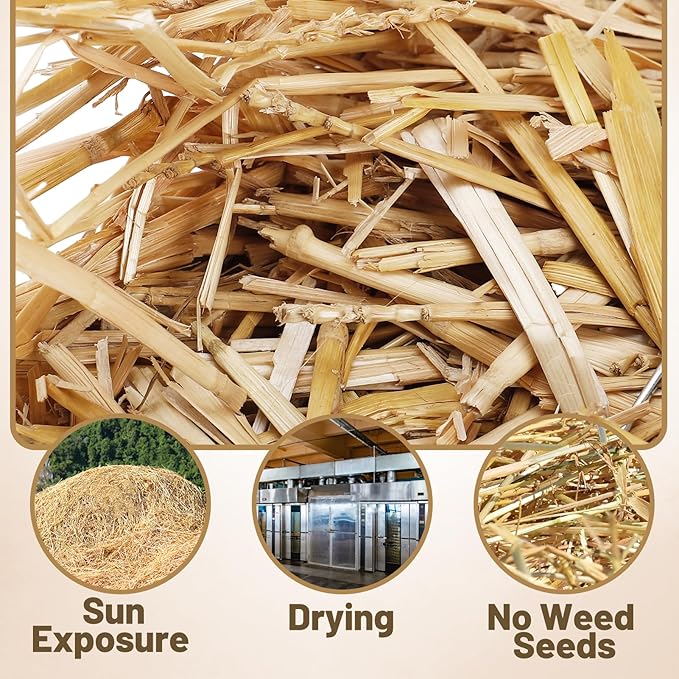 Natural Wheat Straw - 2 LB Dry Straw, Clean and Soft Decorative Straw Bale for Stray Cats Dogs Yard Farm Pets Garden Mulch Grass Cover
