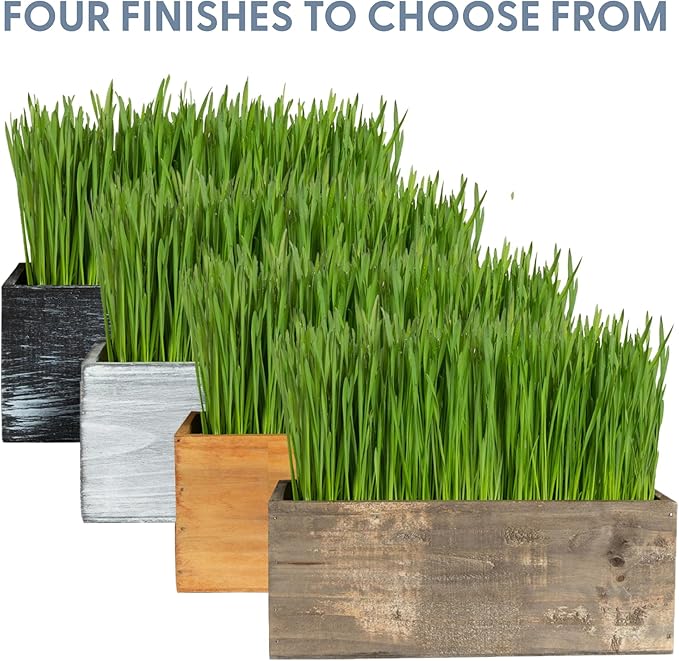 The Cat Ladies Cat Grass Kit with White Rustic Wooden Planter, Organic Cat Grass Seeds and Soil. Easy to Grow for Indoor Cats. Prevent Hairballs and Aid Digestion