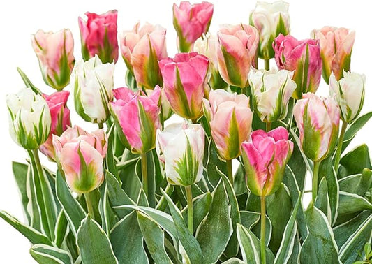 Easy to Grow Tulip 'China Town Mix' Plant Bulbs (30 Pack) - Mixed Pink & White Viridiflora Type Flowering Blooms in Spring Gardens