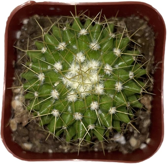 Sprout N Green Mammillaria marksiana, Live Cactus Plant Fully Rooted in 2" Pots with Soil Mix, Houseplant for Indoor Outdoor Home Office Decor
