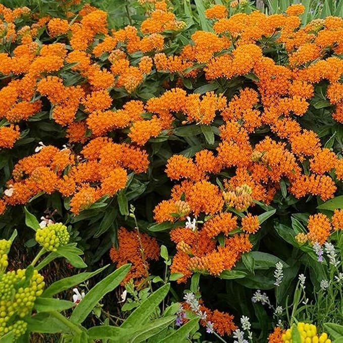 2 Milkweed Plants Live, Live Milkweed Plants, Asclepias Tuberosa Plant, 5 to 8 Inc Tall, Outdoors Gardening (Orange)