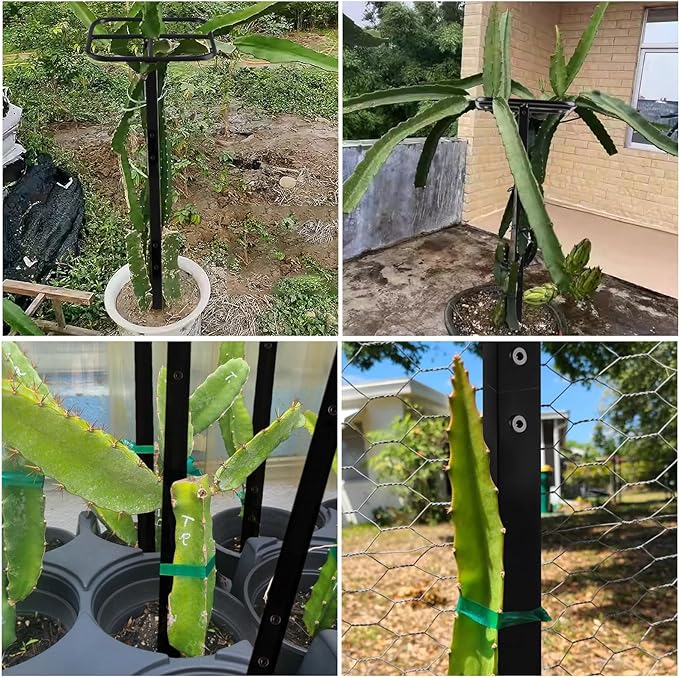 Premium Dragon Fruit Trellis - Durable Metal Trellis for Vertical Gardening and Climbing Plants - 12in x 12in x 50in