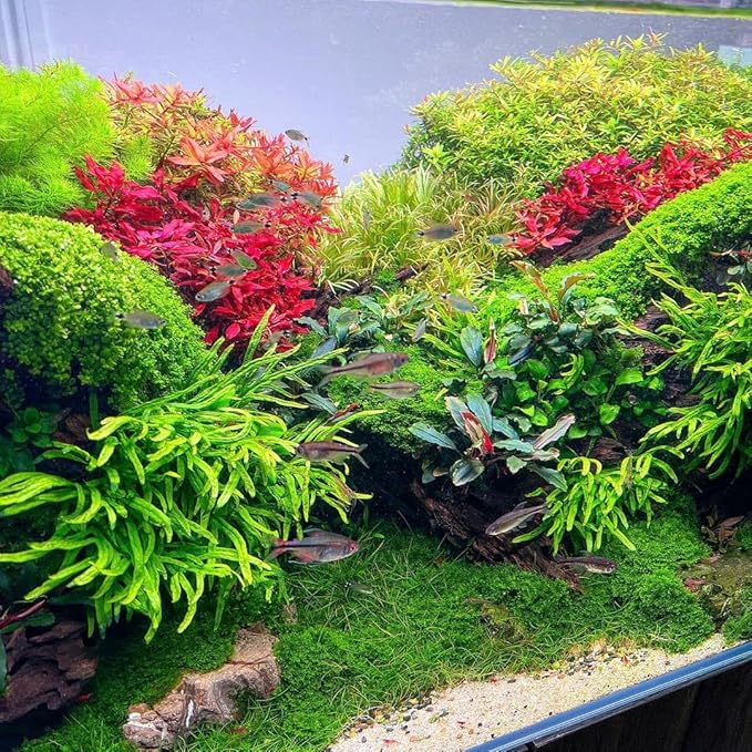 SubstrateSource Java Fern Live Aquarium Plants - Potted Freshwater Plant for Fish Tanks - Beginner Friendly, Low Light (Trident, 1 Pot)