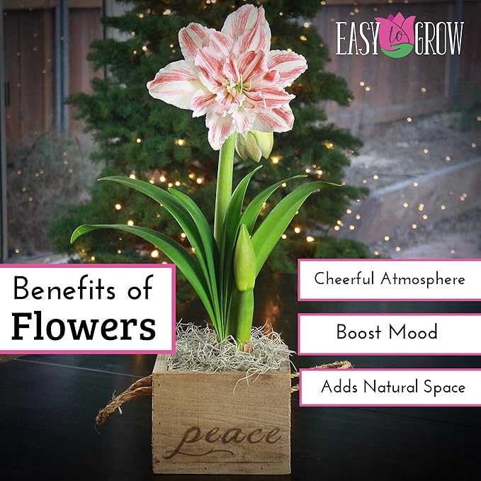 Easy to Grow Amaryllis 'Dancing Queen' Pre-Planted Bulb Indoor Gift Kit in a White Pot - Double Pink & White Flowering Blooms in 4 to 8 Weeks