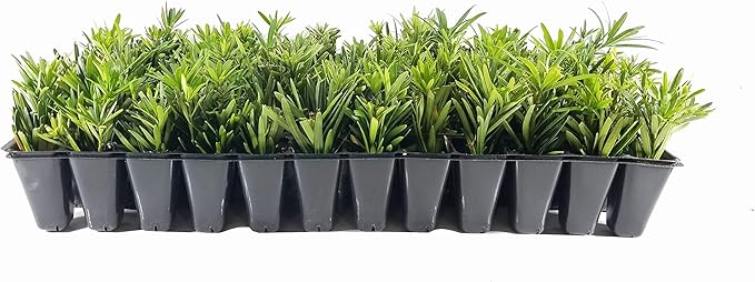 Dwarf Podocarpus Macrophyllus Pringles - 10 Live Plants - Dense Evergreen Low Hedge or Bonsai