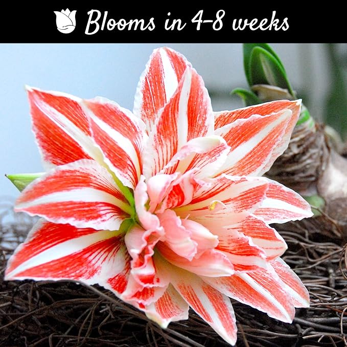 Easy to Grow Amaryllis 'Dancing Queen' Pre-Planted Bulb Indoor Gift Kit in a Natural Wood Square - Double Pink & White Flowering Blooms in 4 to 8 Weeks