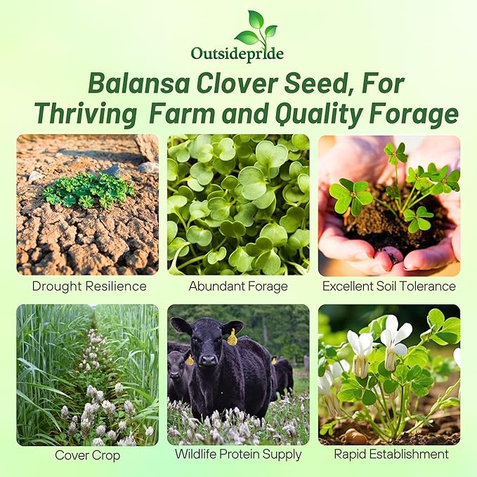 Outsidepride Fixation Balansa Clover Seeds for Lawn - 5 lbs. Coated & Inoculated, Cold Season, Drought Tolerant Cover Crop Seeds, Ideal for Erosion Control, Pasture, & Pollinator-Friendly Garden