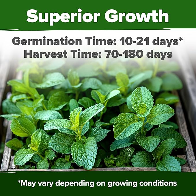 HOME GROWN Lemon Balm Seeds– 806 Non GMO Heirloom Seeds for Planting – Melissa officinalis Herb for Tea, Garden, Indoor or Outdoor Growing–Plant for Pots, Beds & Hydroponics(Melissa officinalis)