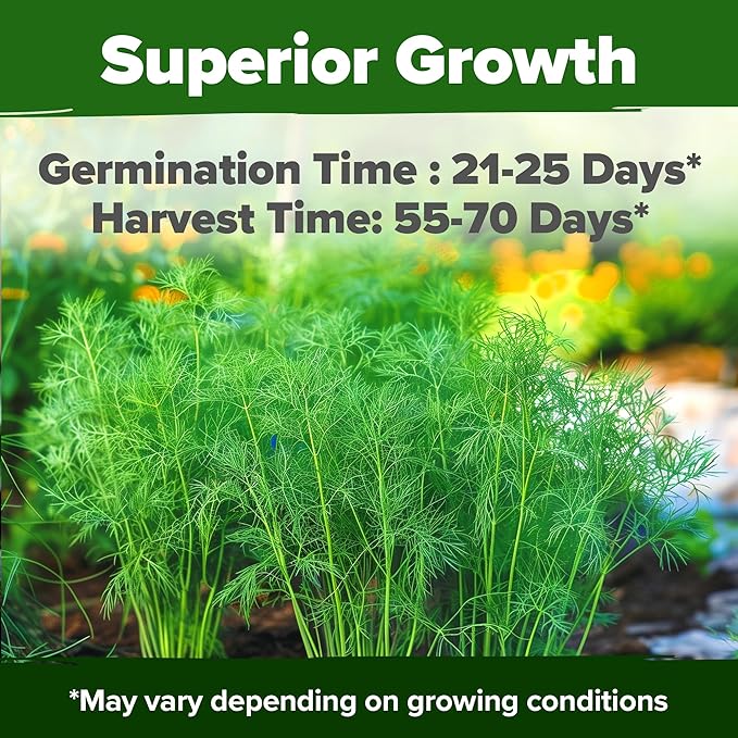 HOME GROWN Dill Seeds for Planting 1,014 Bouquet Dill Seeds and Heirloom Herb Seeds for Planting Outdoors, Grow Your Fragrant Dill Herb Garden (Anethum graveolens)