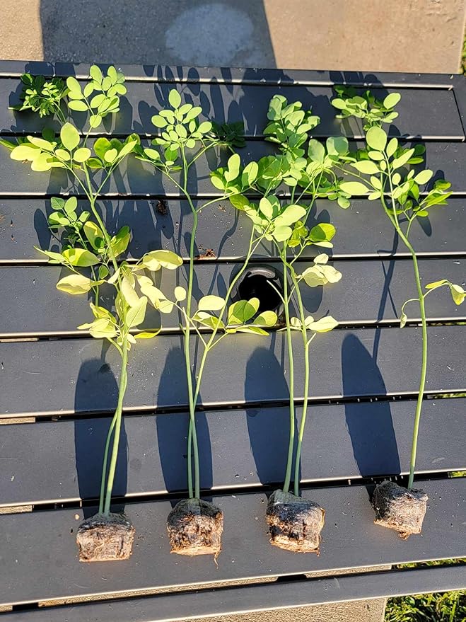 Moringa Tree Seedling Live Moringa Plant with Moringa Seeds Malunggay Sahijan Drumstick Tree Moringa Oleifera