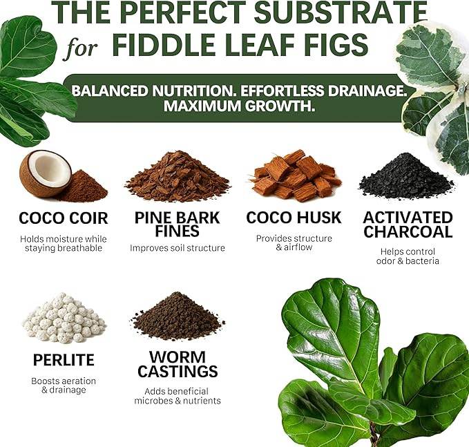 Premium Fiddle Leaf FIG Soil Mix – Nutrient-Rich, Organic Potting Soil for Ficus Lyrata – Promotes Healthy Roots, Lush Leaves & Balanced Moisture – Fast-Draining & Ready to Use (8 QTS)
