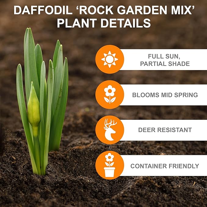 Garden State Bulb Narcissus Rock Garden Mix Daffodil Flower Bulbs, 12/14cm, Fall Planting (Bag of 50)