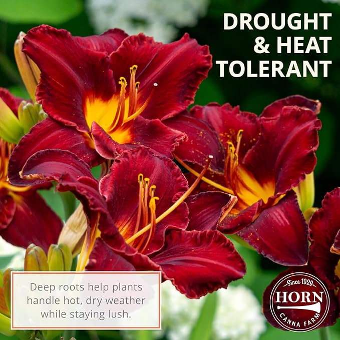 Breathless Beauty Daylily Flower Bulbs – Deep Red Blooms with Chartreuse Centers – Pollinator-Friendly Hardy Summer Perennial (Zones 3–9) Fall Planting Spring Blooming