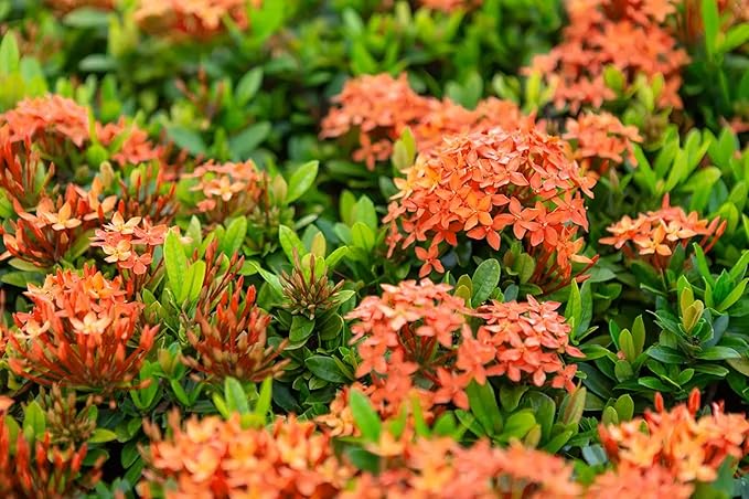 Ixora Dwarf Carmen | 20 Live Plants | Ixora Coccinea 'Dwarf' | Flowering Shrub | Tropical Garden Plants