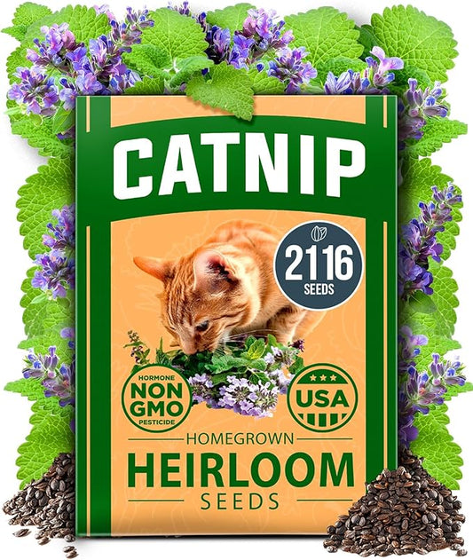 HOME GROWN Catnip Seeds (Bulk Pack) Non GMO Heirloom Herb 2,116 Seeds - Indoor or Outdoor Seed - High-Germination Cat Nip - Cat Safe Plants (Nepeta cataria)