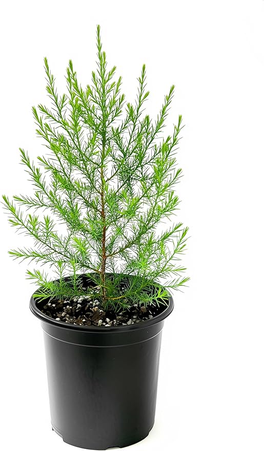 Southern Red Cedar | 3 Live Gallon Size Pots | Juniperus Virginiana Silicicola | Evergreen Privacy Trees | Native Landscape Plants