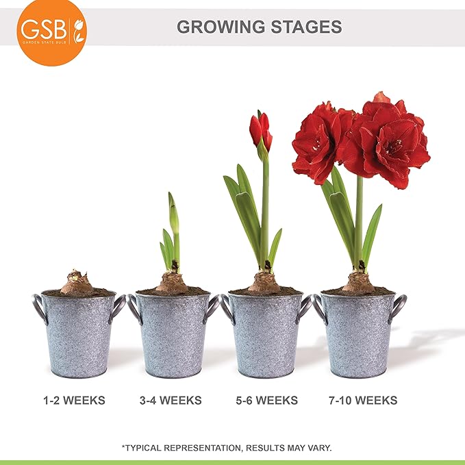 Garden State Bulb Red Double Amaryllis Bulb Holiday Gift Kit, 26/28cm (Zinc Planter)