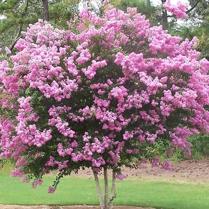 TriStar Plants - Crape Myrtle - Rhapsody in Pink, Lagerstroemia Indica, 1 Gallon Trade Pot, Pink Crape Myrtle, Summer Blooms, Fast Growing Tree