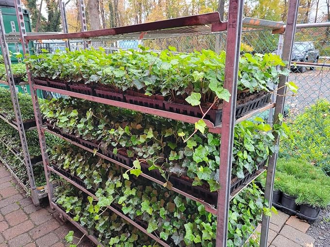 English Ivy Hardy Groundcover/Climbing Vine 50 Plants 2" Pots