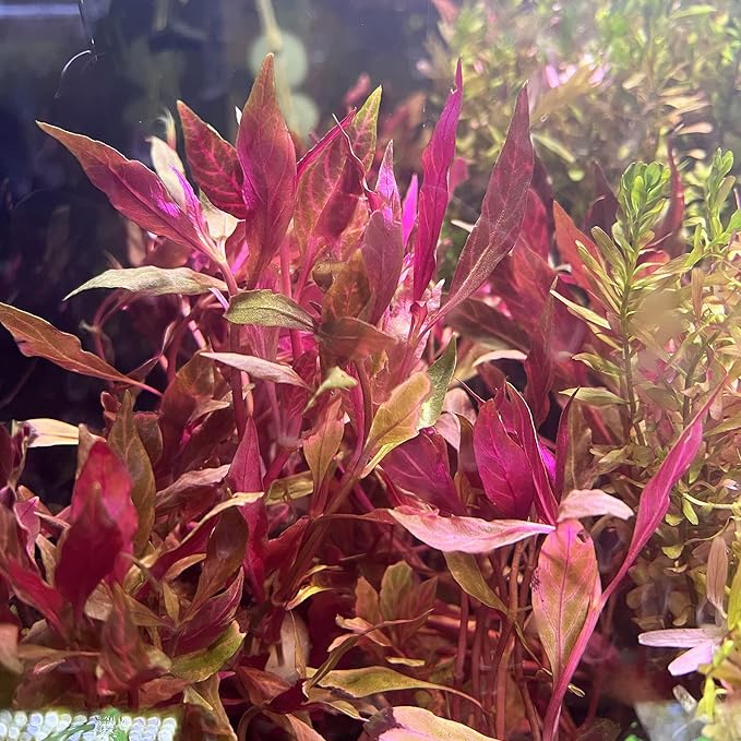 SubstrateSource Live Aquarium Red Stem Plants - Freshwater Aquatic Plant for Fish Tanks, Aquascaping - (Alternanthera Reineckii Rosanervig, 1 Bunch)