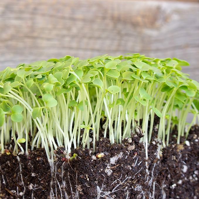 Green Mustard Microgreens Seeds - 4 Oz ~48,000 Seeds - Grow Non-GMO Micro Mustard Herb Greens - Premium Seed - High Germination Rate