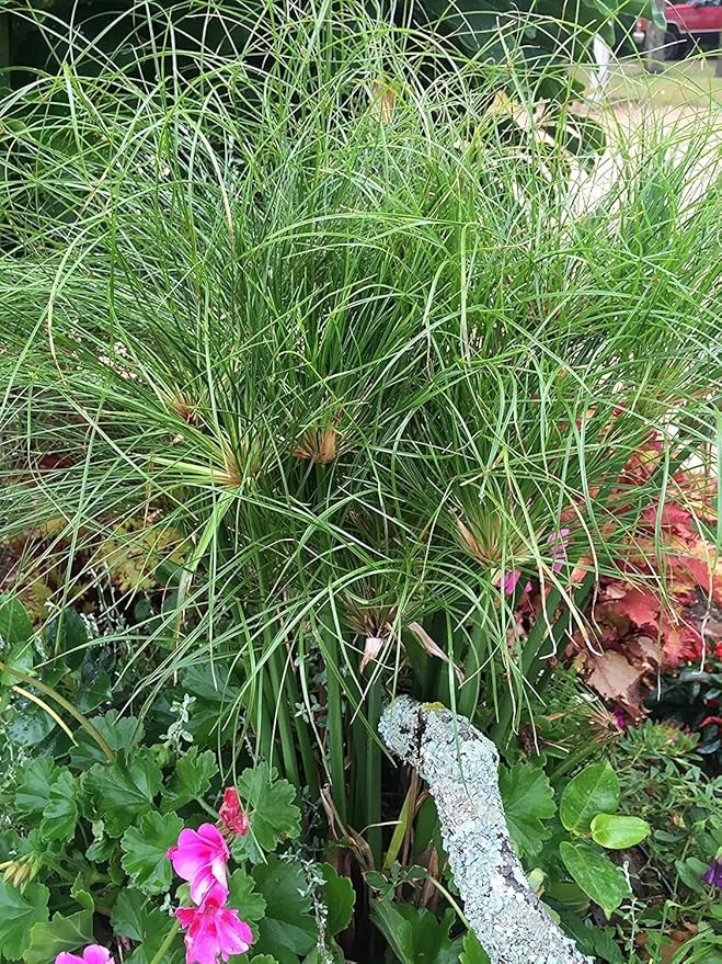 Nile Queen Papyrus | 10 Live Plants | Cyperus Shade & Wet Tolerant Aquatic Foliage