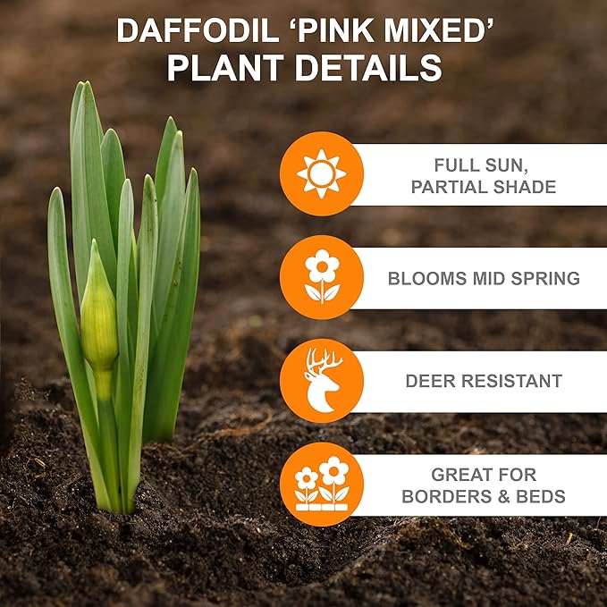 Garden State Bulb Pink Mix Daffodil Flower Bulbs, 14/16cm, Fall Planting (Bag of 25)